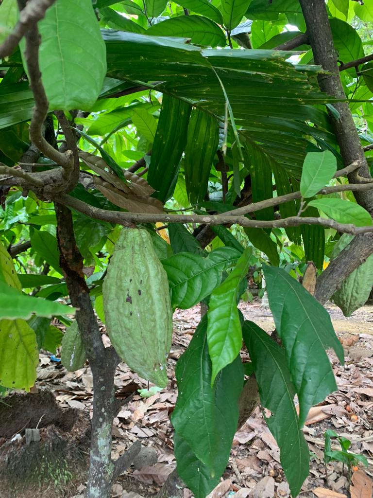 Paru Keude juga termasuk daerah penghasil coklat, banyak warga yang menanam tanaman coklat di kebun 